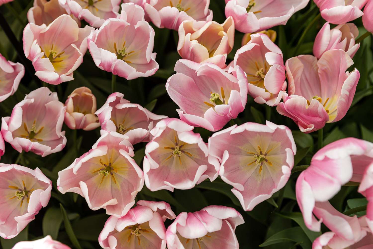 Tulipe 'Mango Charm'